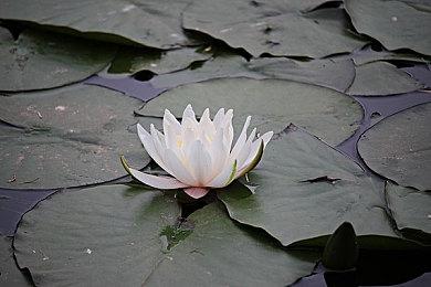 传闻：索尼串流掌机Project Q续航仅3-4小时